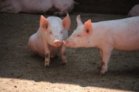 Pig Welfare: From Tail Biting to Resilience and Precision Farming